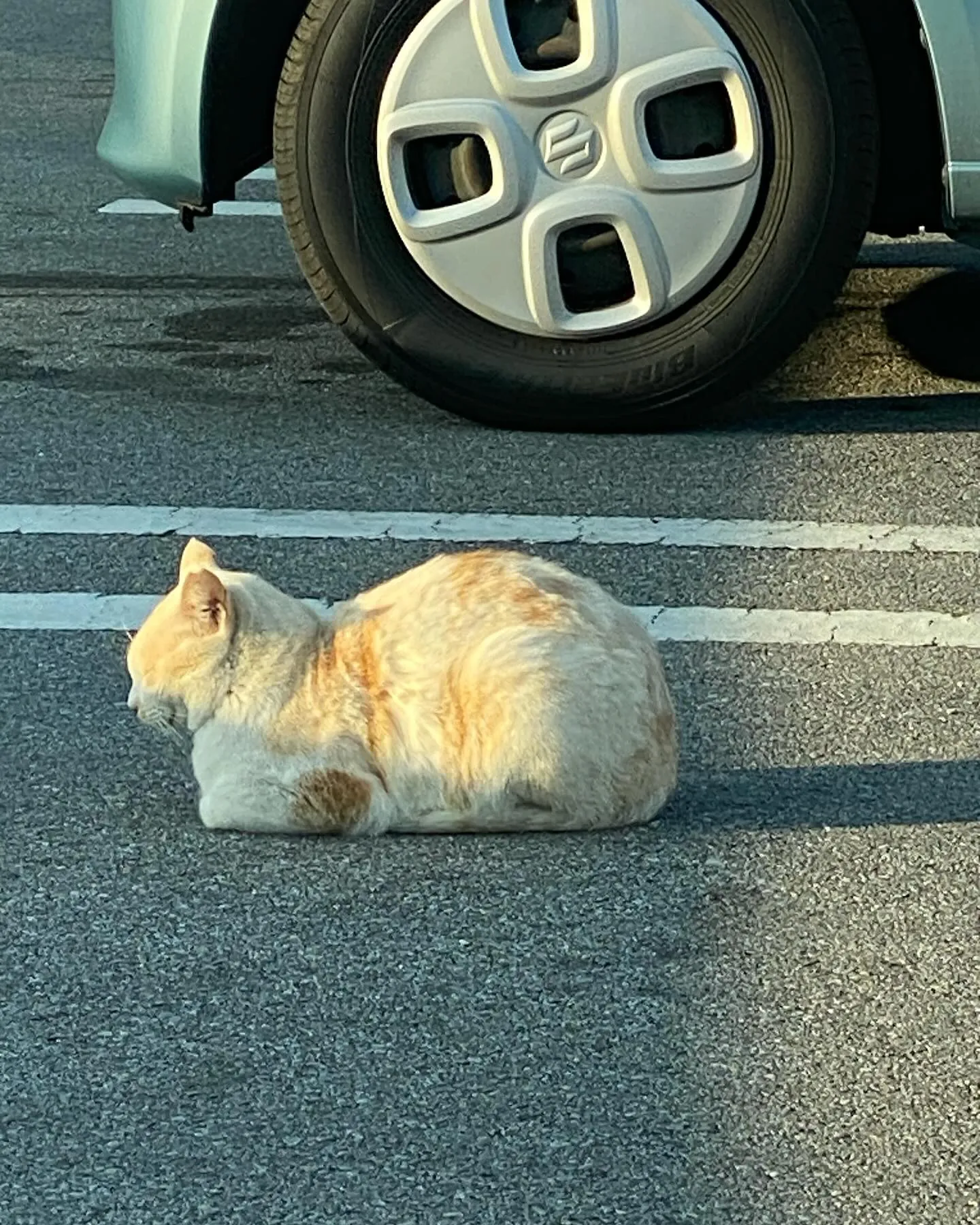 うるま市田場ウワサの猫ちゃんたち‼️発見💡