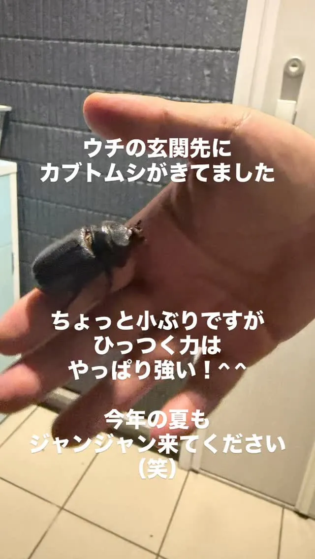 玄関先にカブトムシがきてました！